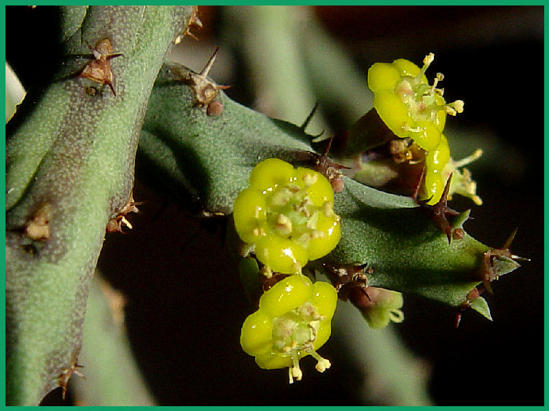 Euphorbia septentrionalis 