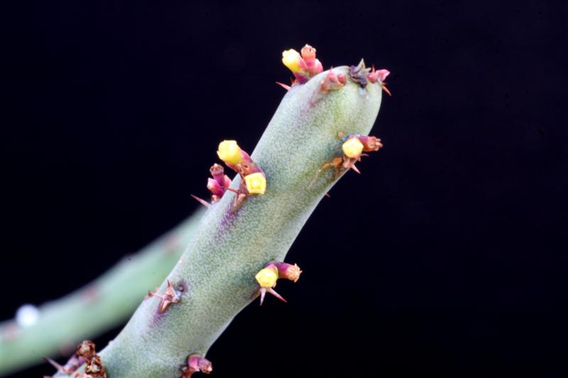 Euphorbia septentrionalis 