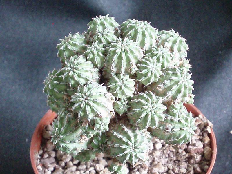 Euphorbia sepulta 