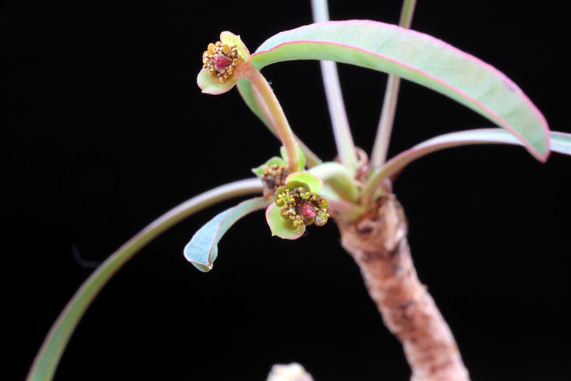 euphorbia silenifolia