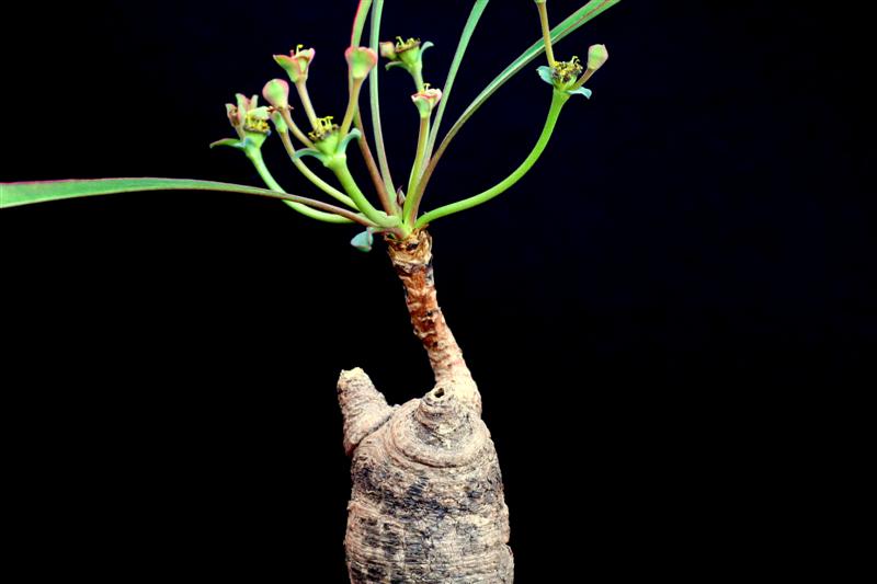 Euphorbia silenifolia 