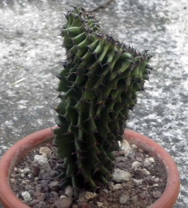 Euphorbia erythraea f. cristata 