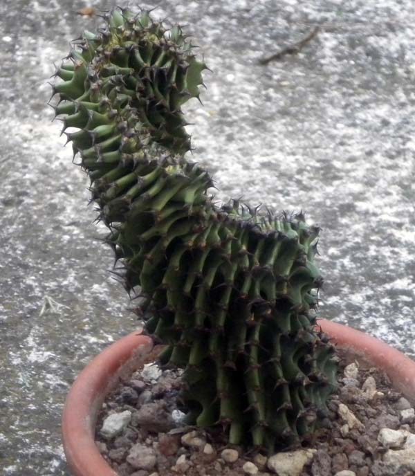 Euphorbia erythraea f. cristata 