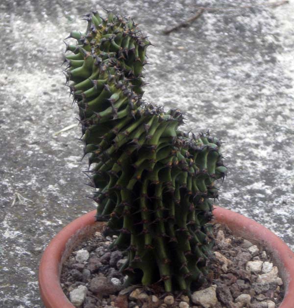 Euphorbia erythraea f. cristata 