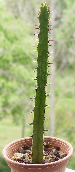 Euphorbia sp. nova LAV 21330