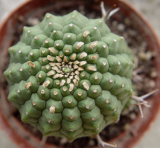 Euphorbia stellispina 