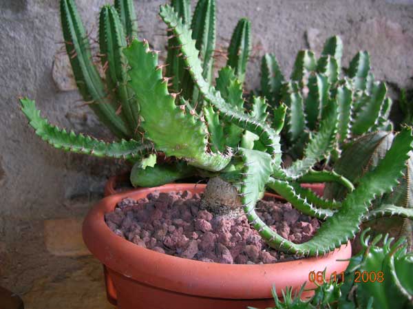 Euphorbia stellata 