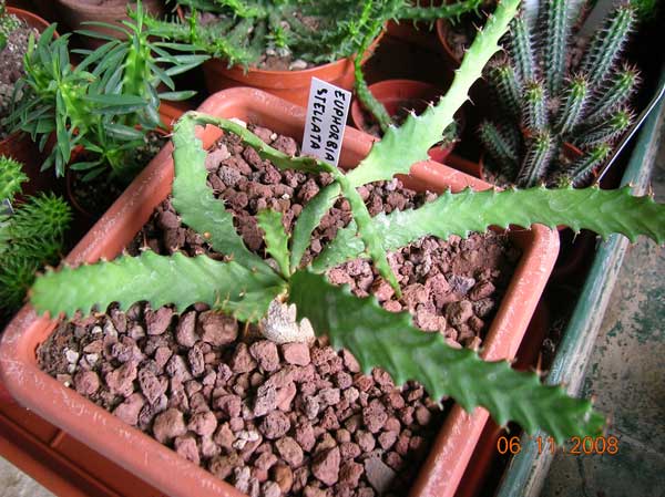 Euphorbia stellata 