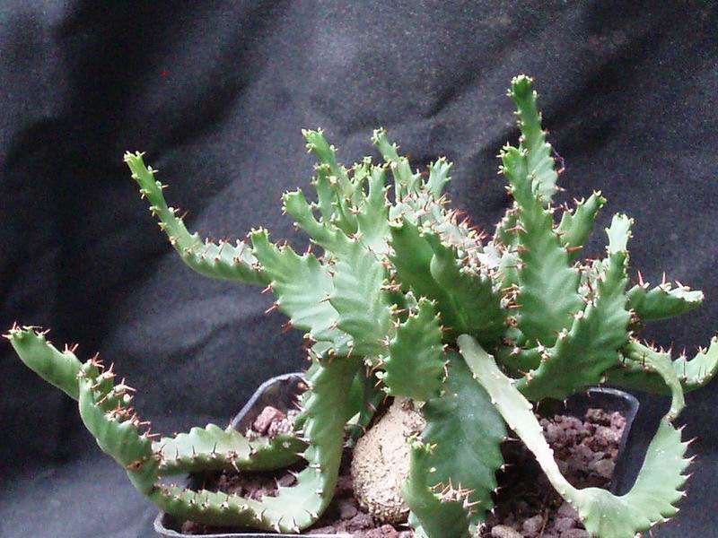 Euphorbia stellata 