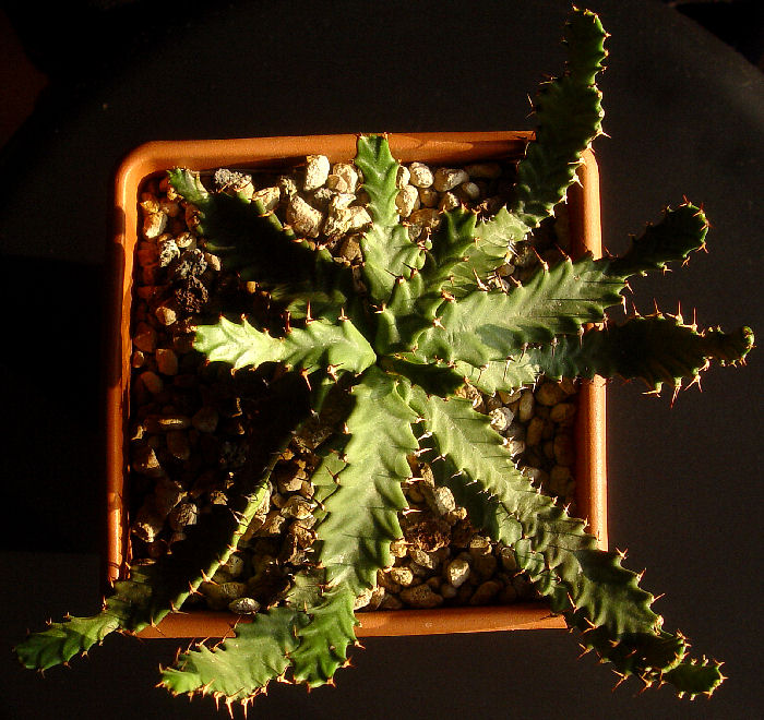 Euphorbia stellata 