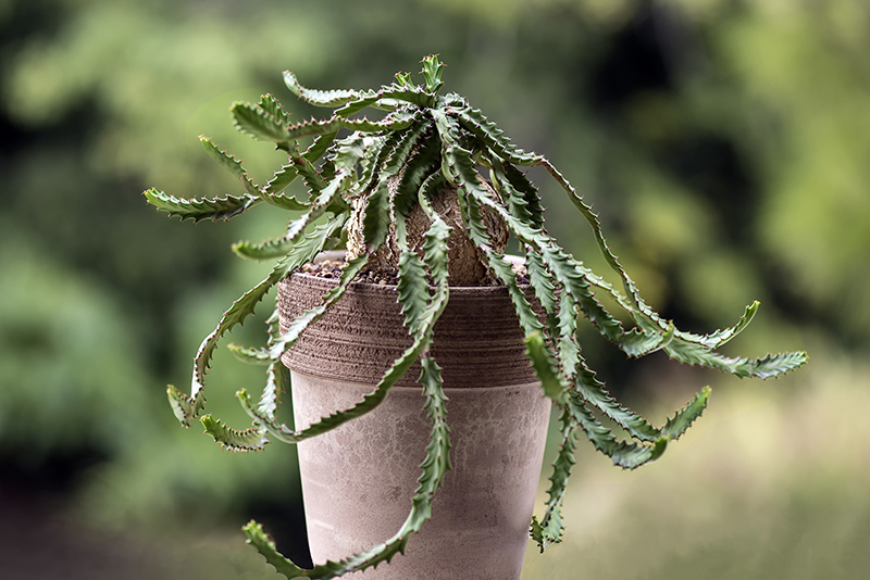 Euphorbia stellata 