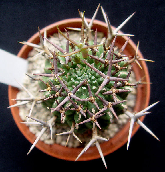 Euphorbia stellispina 