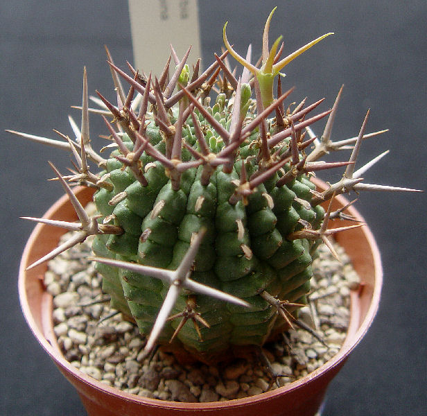 Euphorbia stellispina 