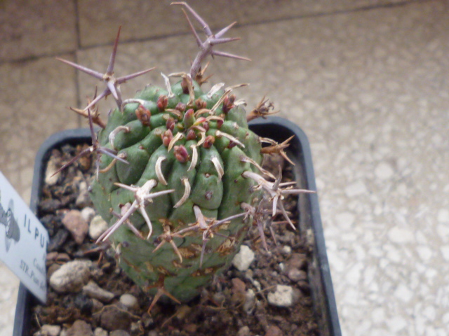 Euphorbia stellispina 