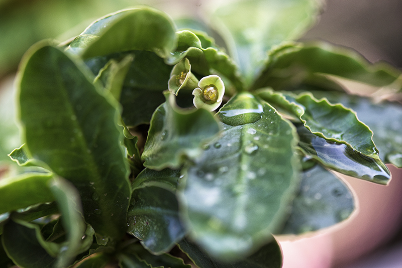 Euphorbia subapoda 