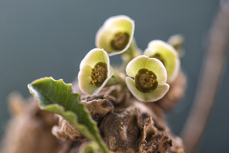 Euphorbia subapoda 