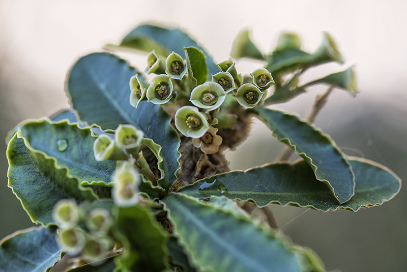 Euphorbia subapoda 