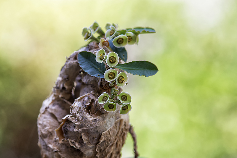 Euphorbia subapoda 