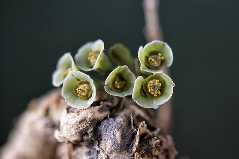 Euphorbia subapoda 