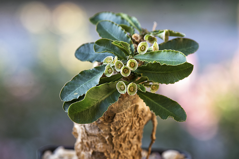 Euphorbia subapoda 