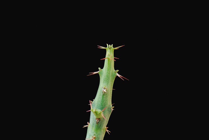 Euphorbia subscandens 