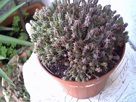 Euphorbia submammillaris 