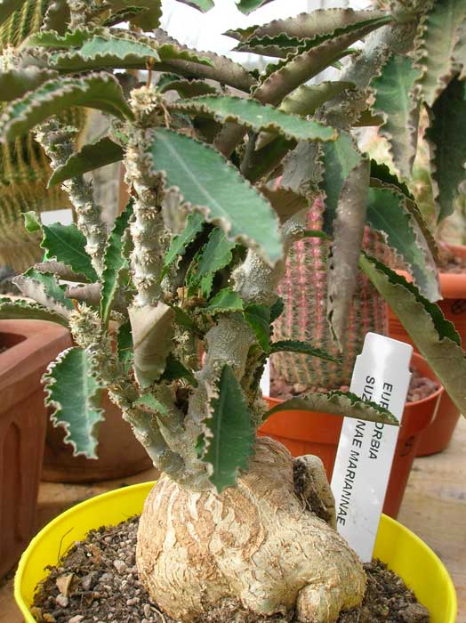 Euphorbia suzannae-marnierae 