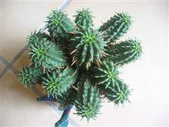 Euphorbia Suzanne  