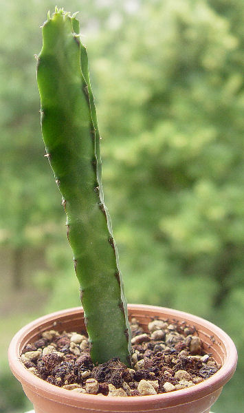Euphorbia taruensis 
