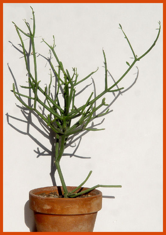 Euphorbia tirucalli 