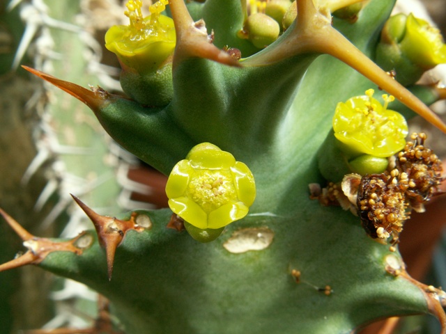 Euphorbia tortirama 