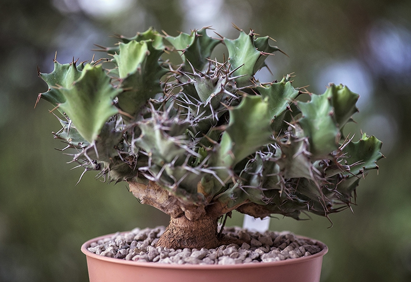 Euphorbia tortirama 