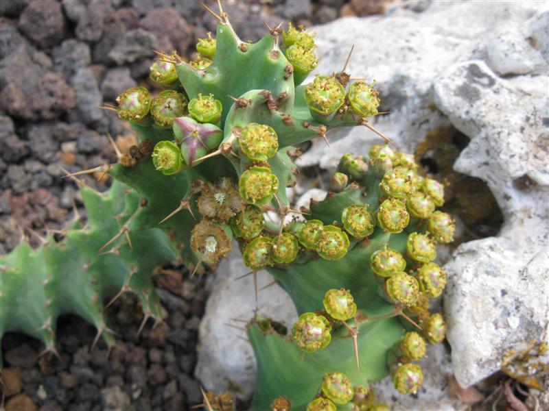 Euphorbia tortirama 