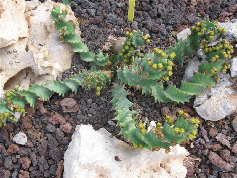 Euphorbia tortirama 