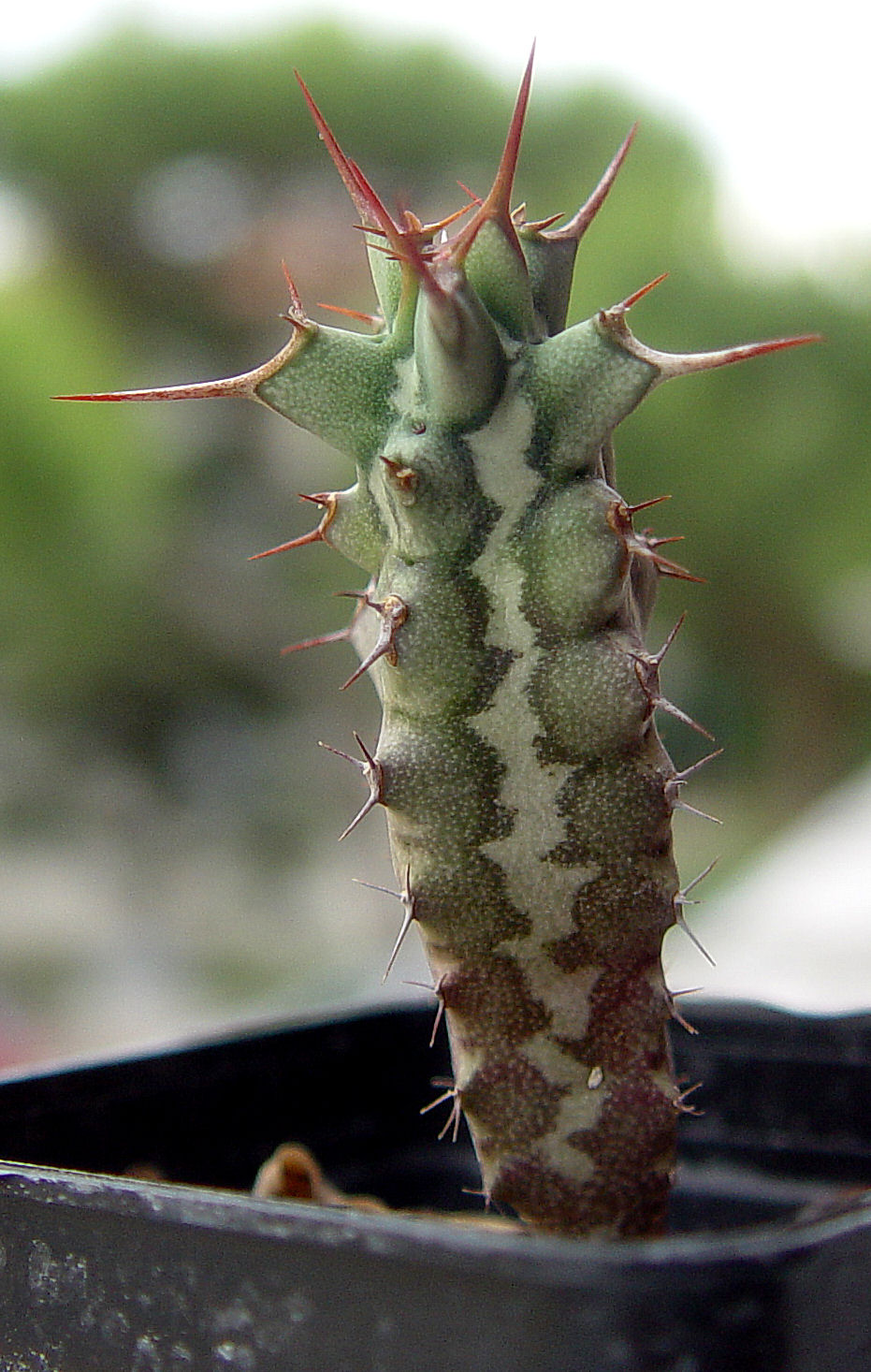 Euphorbia triaculeata 