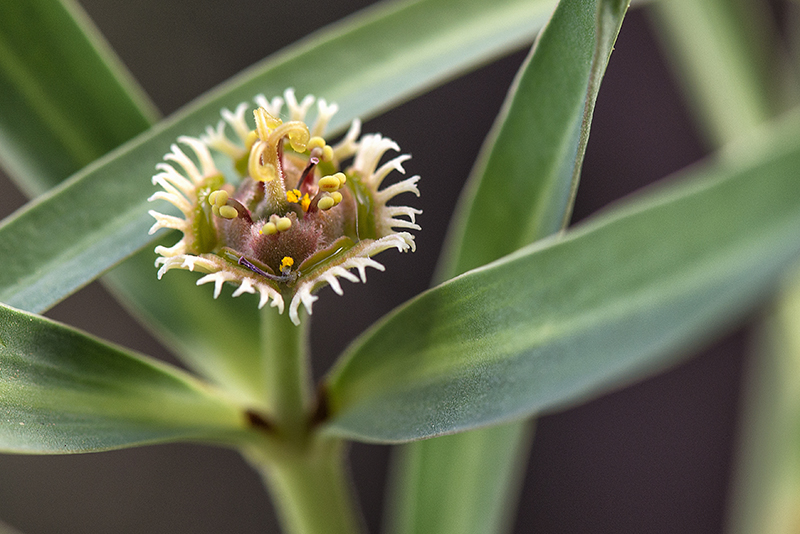 euphorbia trichadenia