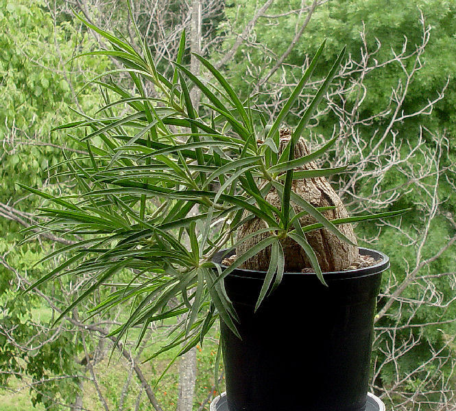 Euphorbia trichadenia 