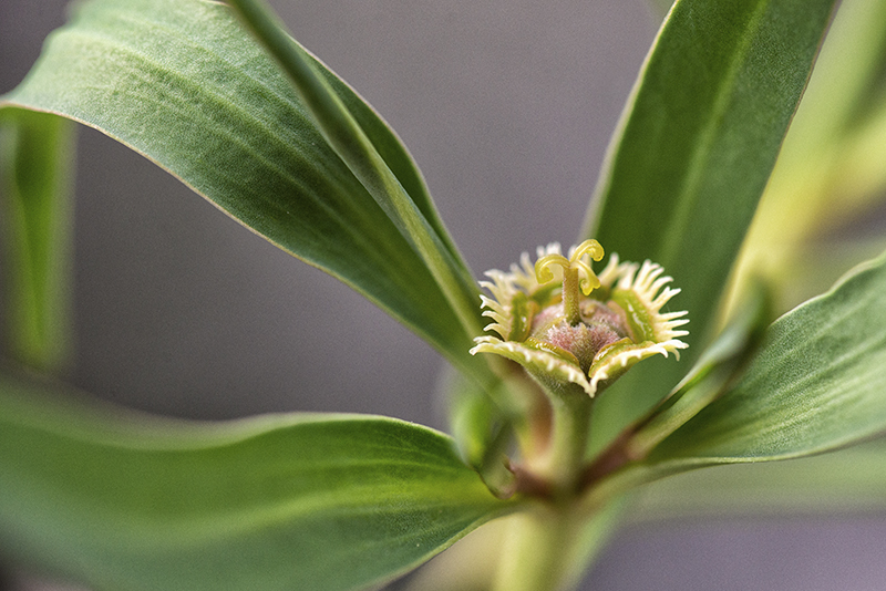 Euphorbia trichadenia 