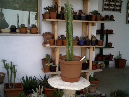 Euphorbia tigrona 