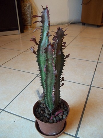 euphorbia trigona f. rubra