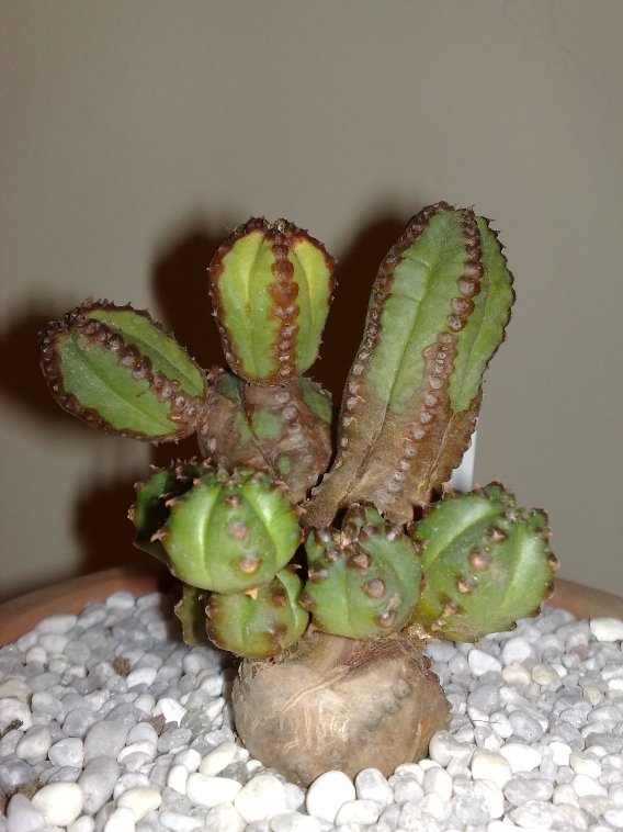 Euphorbia tubiglans 