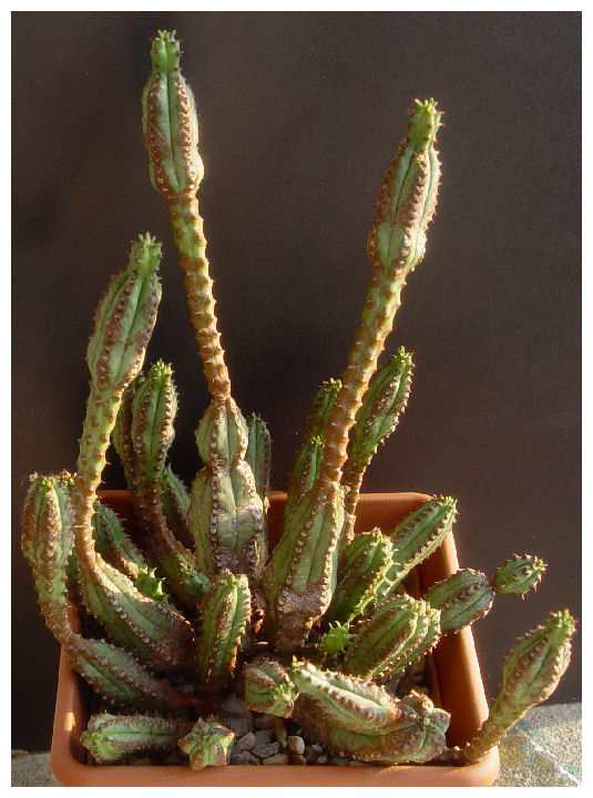 Euphorbia tubiglans 