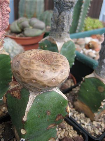 Euphorbia turbiniformis 