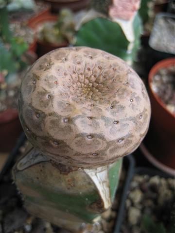 Euphorbia turbiniformis 