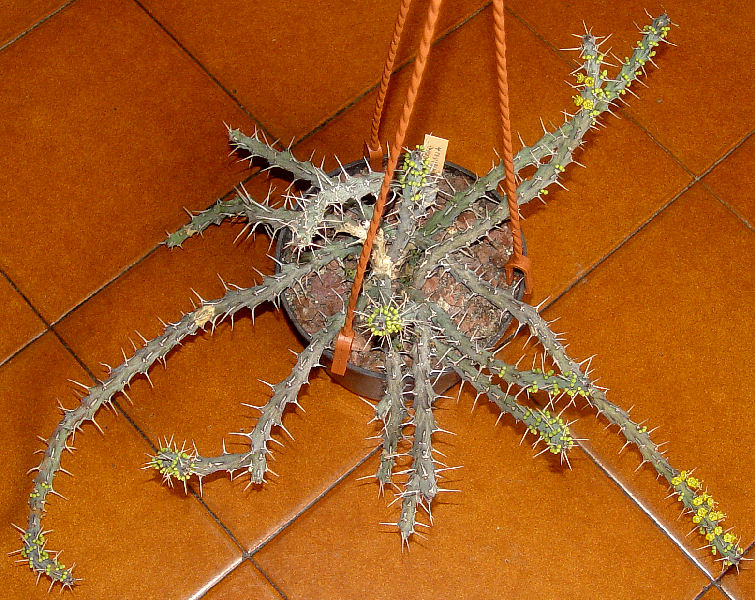 Euphorbia uhligiana 