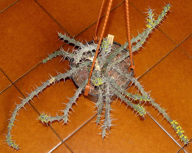 euphorbia uhligiana