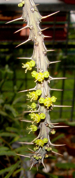 Euphorbia  