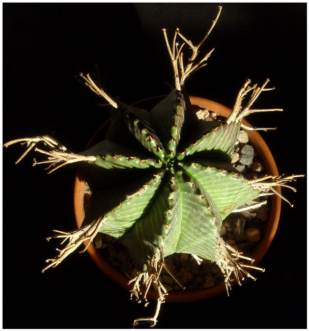 Euphorbia valida 