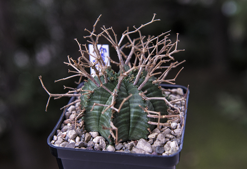 Euphorbia valida 