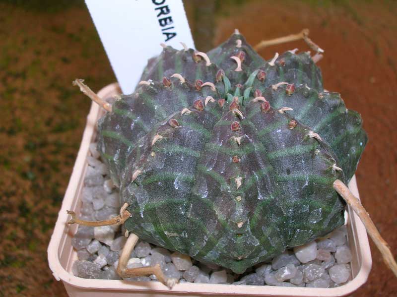 Euphorbia valida 